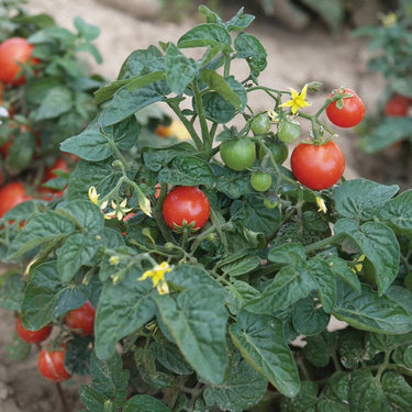Tomate Tiny Tim